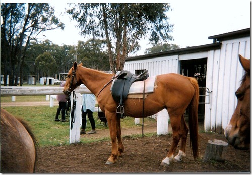 Australia Horse