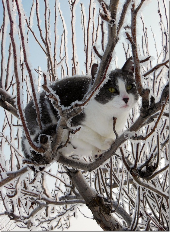 Frosty Cat in Tree