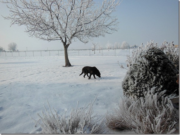 Old Dog in the Snow